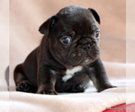 Small #3 French Bulldog