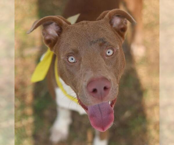 Medium Photo #1 American Pit Bull Terrier-Unknown Mix Puppy For Sale in San Antonio, TX, USA