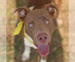 American Pit Bull Terrier-Unknown Mix Dogs for adoption in San Antonio, TX, USA