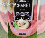 Small Photo #4 English Bulldog Puppy For Sale in ATHENS, GA, USA