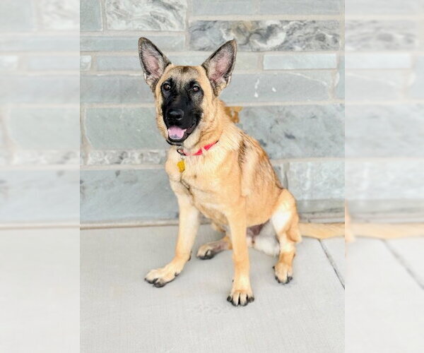 Medium Photo #2 Mutt Puppy For Sale in Sandy, UT, USA