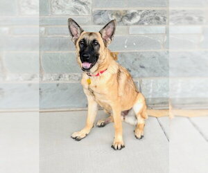 Shia - Female Mutt Dog for Adoption - Photo #2