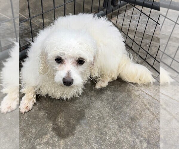 Medium Photo #2 Maltese Puppy For Sale in BELTON, MO, USA