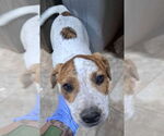 Small #3 American Bulldog Mix