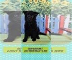 Small Photo #20 German Shepherd Dog Puppy For Sale in CLERMONT, FL, USA