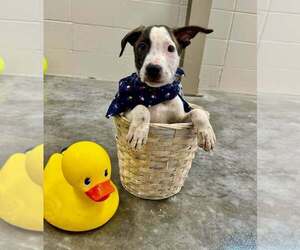 Mutt Dogs for adoption in Abbeville, LA, USA