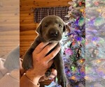 Small Photo #7 Labrador Retriever Puppy For Sale in LEASBURG, MO, USA