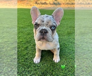 French Bulldog Puppy for Sale in PLEASANTON, California USA