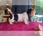 Small Photo #8 Basset Hound Puppy For Sale in Loiri Porto San Paolo, Sardinia, Italy