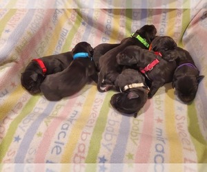 Great Dane Puppy for sale in MOSES LAKE, WA, USA