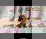 Small #2 Poodle (Toy)