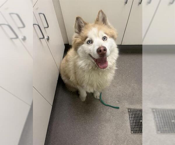 Medium Photo #1 Siberian Husky Puppy For Sale in HESPERIA, CA, USA