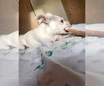 Small #9 Italian Greyhuahua
