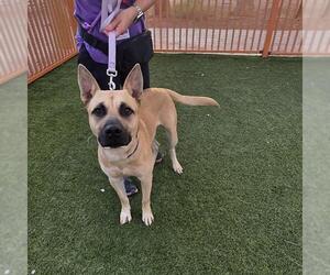 German Shepherd Dog-Unknown Mix Dogs for adoption in Las Vegas, NV, USA
