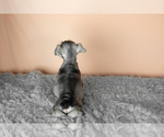 Small Photo #12 Schnauzer (Miniature) Puppy For Sale in MILLERSBURG, IN, USA