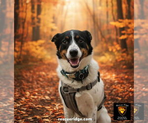 Border Collie Dogs for adoption in Spring Lake, NJ, USA