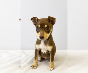 Siberian Husky-Unknown Mix Dogs for adoption in Pottstown, PA, USA
