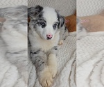 Small #6 Miniature Australian Shepherd