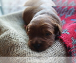 Small Photo #3 Goldendoodle Puppy For Sale in DENISON, TX, USA