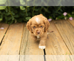 Small #29 Cocker Spaniel