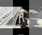 Puppy Lola Goldendoodle