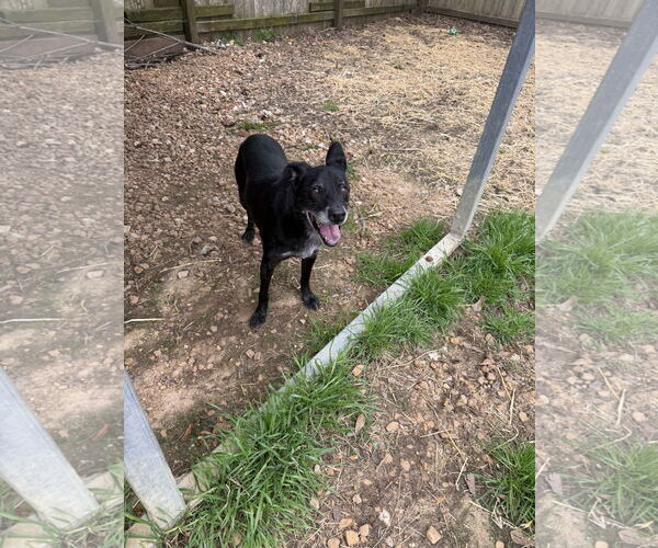 Medium Photo #3 Mutt Puppy For Sale in Jackson, MS, USA