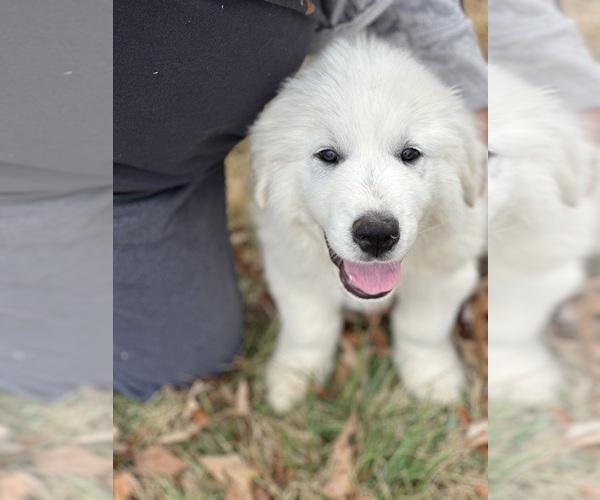 Medium Photo #7 Great Pyrenees Puppy For Sale in DRAKES BRANCH, VA, USA
