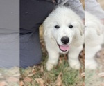 Small Photo #7 Great Pyrenees Puppy For Sale in DRAKES BRANCH, VA, USA