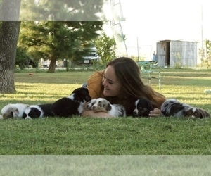 Miniature Australian Shepherd Litter for sale in STEPHENVILLE, TX, USA