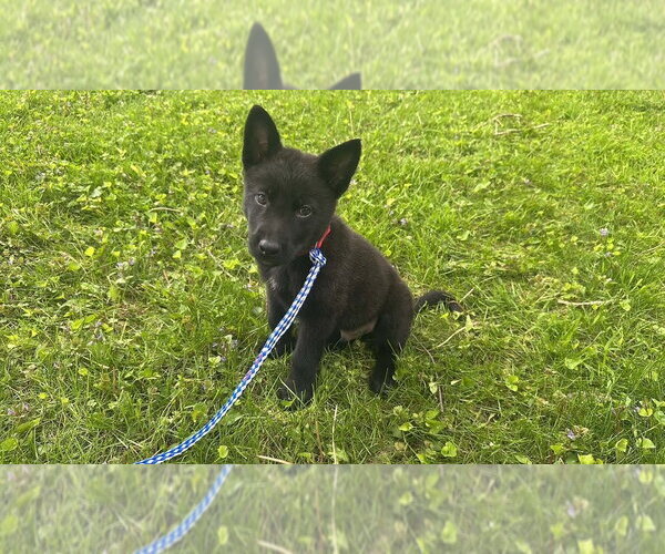 Medium Photo #1 Mutt Puppy For Sale in Imlay City, MI, USA