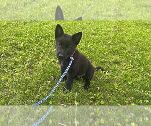 Mutt Dogs for adoption in Imlay City, MI, USA