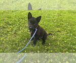 Small Mutt