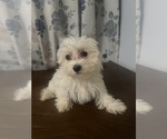 Small #14 Maltese