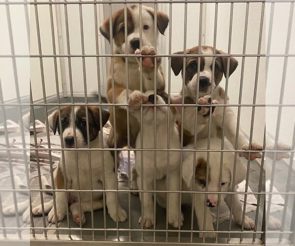 Medium Photo #4 Mutt Puppy For Sale in Bryant, AR, USA