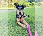 Small #1 Mutt