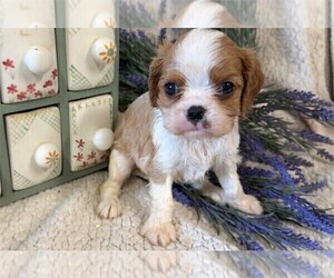 ShihPoo Puppy for sale in DACULA, GA, USA