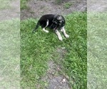 Puppy SOLD German Shepherd Dog