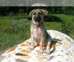 Small #4 German Shepherd Dog