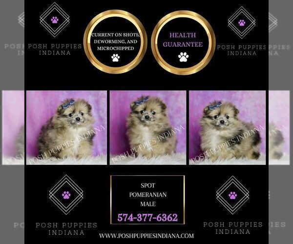 Medium Photo #8 Pomeranian Puppy For Sale in WARSAW, IN, USA