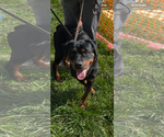 Small #3 Rottweiler