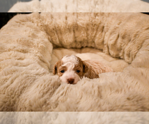 Medium Photo #8 Havapoo Puppy For Sale in GUTHRIE, KY, USA