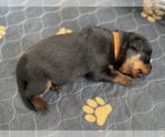 Puppy Orange Collar Rottweiler