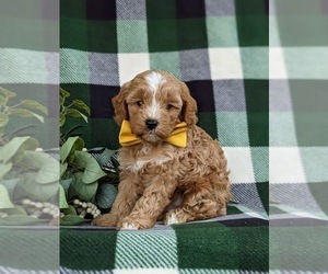 Cavapoo Puppy for sale in NEW HOLLAND, PA, USA