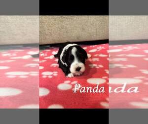 Poochis Puppy for sale in ALBRIGHT, WV, USA