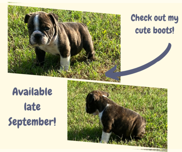 Medium Photo #3 English Bulldog Puppy For Sale in NEOSHO, MO, USA