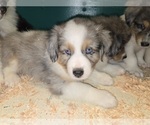 Small Photo #6 Australian Shepherd Puppy For Sale in DUVALL, WA, USA