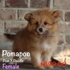 Pom-A-Poo Puppy for sale in OCOEE, FL, USA
