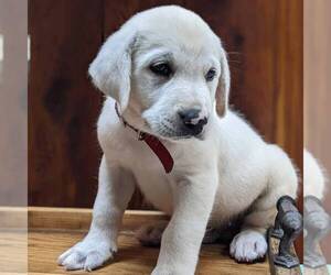 Labrador Retriever Puppy for sale in LINDEN, TN, USA