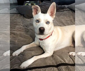 Sebastian #adventure-ready - Male Labsky Dog for Adoption - Photo #4