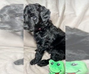 Bernedoodle-Sheepadoodle Mix Puppy for sale in WOODSIDE, NY, USA